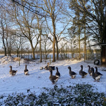 Ganzenfanfare op Stilbjerg Sleep&Hygge