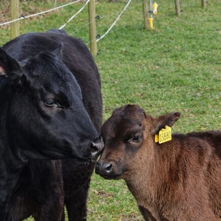 Koetjes aaien op Stilbjerg